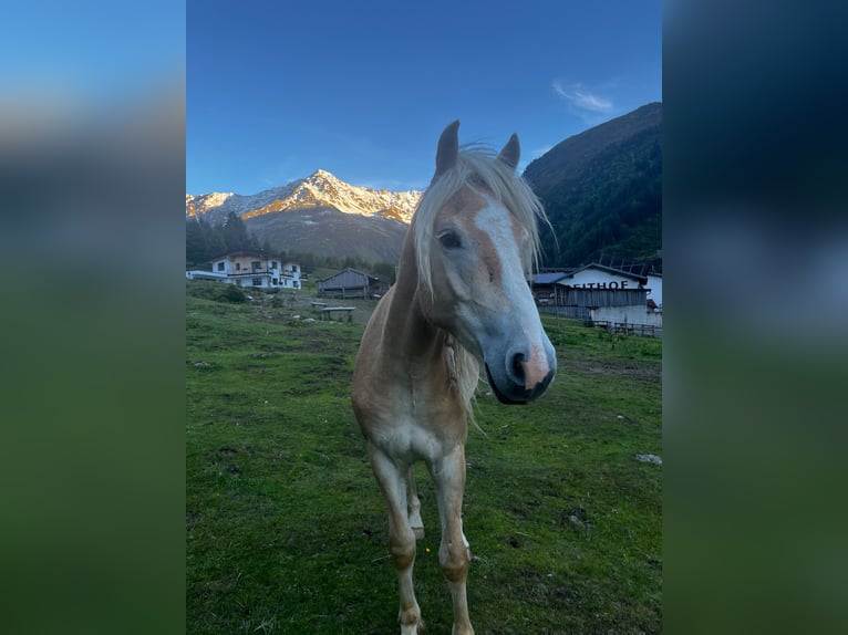 Haflinger / Avelignese Castrone 2 Anni 140 cm Sauro in St. Leonhard im Pitztal