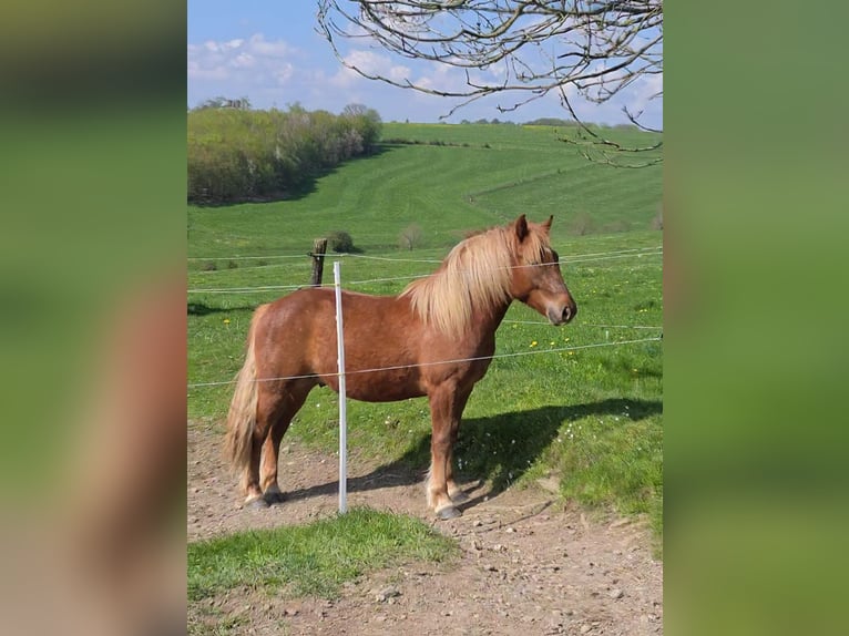 Haflinger / Avelignese Mix Castrone 2 Anni 145 cm Sauro in Breckerfeld