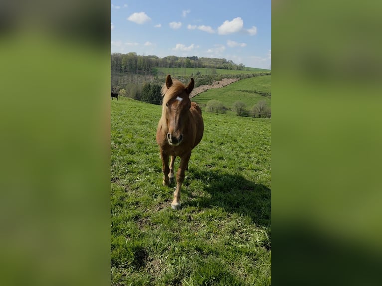 Haflinger / Avelignese Mix Castrone 2 Anni 145 cm Sauro in Breckerfeld