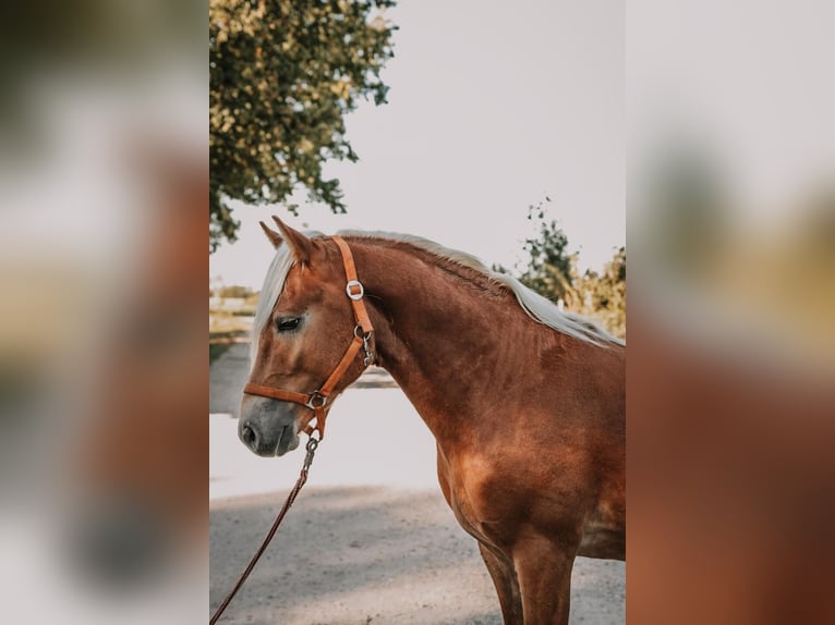 Haflinger / Avelignese Castrone 2 Anni 146 cm Sauro scuro in Meinersen