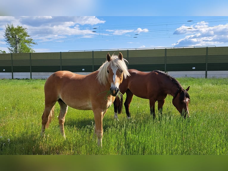 Haflinger / Avelignese Castrone 2 Anni 147 cm Sauro in D&#xF6;tlingen