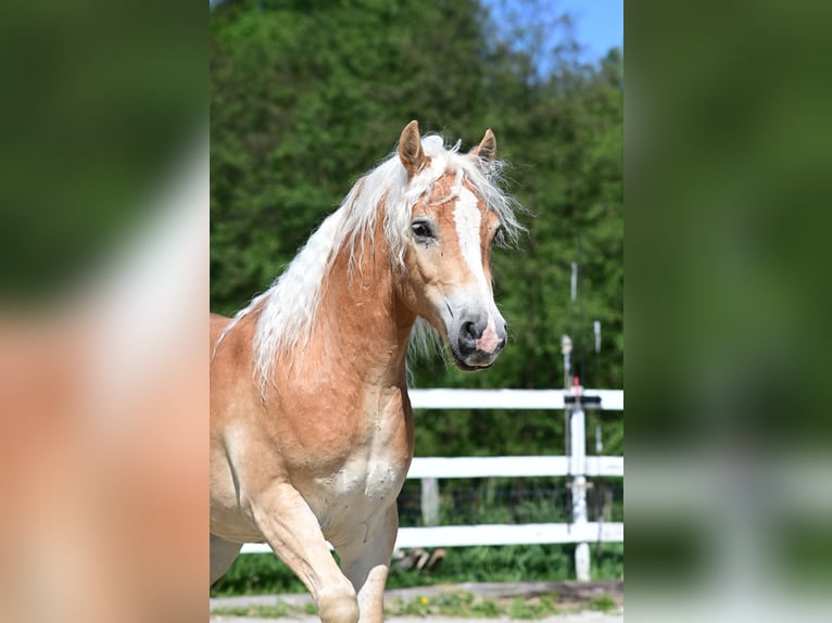 Haflinger / Avelignese Castrone 2 Anni 147 cm Sauro in Voitsberg