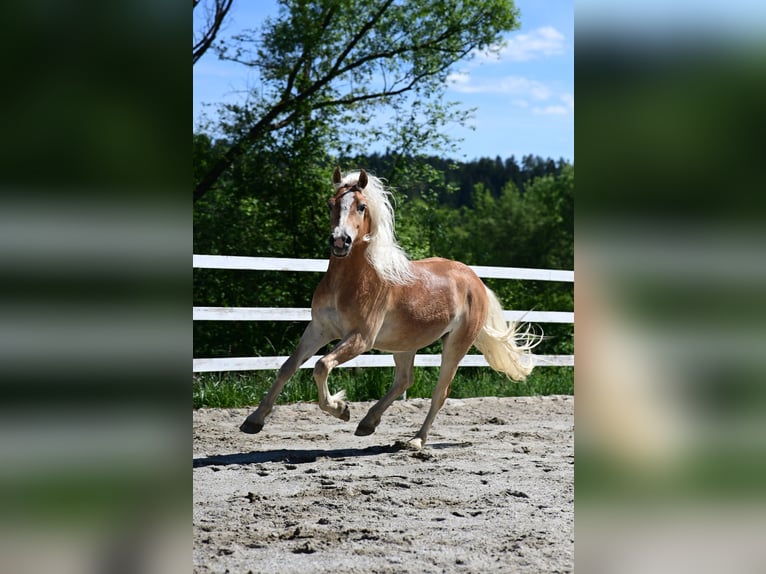 Haflinger / Avelignese Castrone 2 Anni 147 cm Sauro in Voitsberg