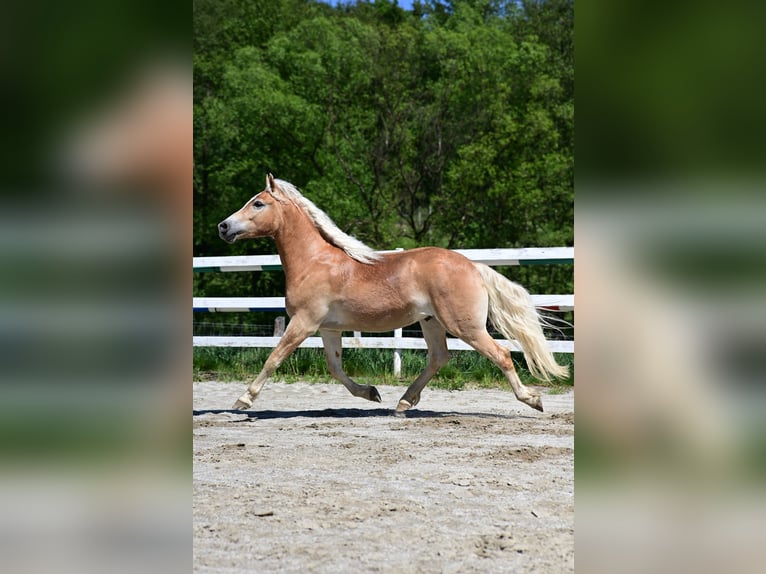 Haflinger / Avelignese Castrone 2 Anni 147 cm Sauro in Voitsberg