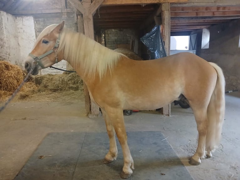 Haflinger / Avelignese Castrone 2 Anni 148 cm  in Gföhl