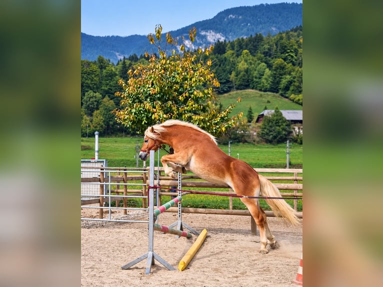 Haflinger / Avelignese Castrone 2 Anni 149 cm Sauro in Gummern