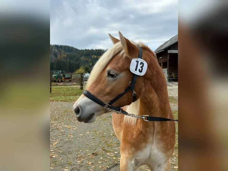 Haflinger / Avelignese Castrone 2 Anni 149 cm Sauro in Gummern