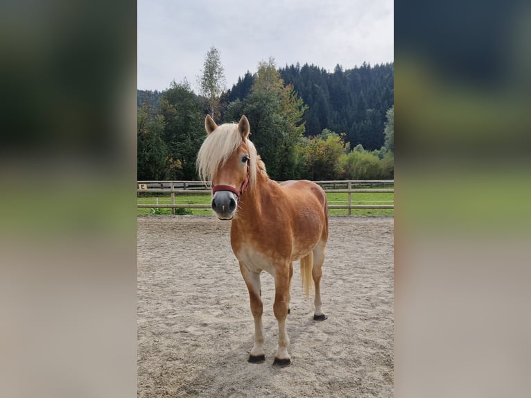 Haflinger / Avelignese Castrone 2 Anni 149 cm Sauro in Gummern