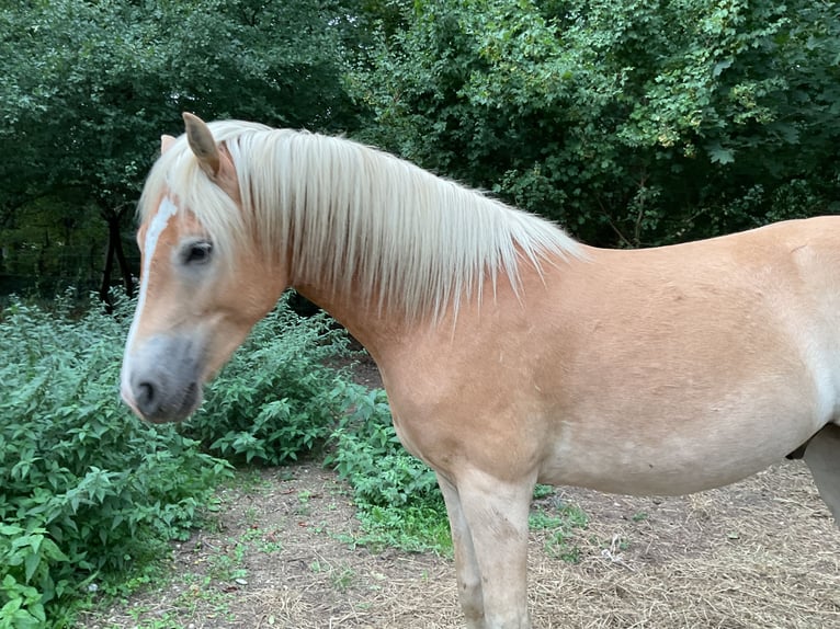 Haflinger / Avelignese Castrone 2 Anni 150 cm Palomino in Stadtbergen