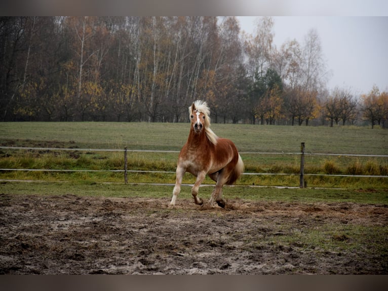 Haflinger / Avelignese Castrone 2 Anni 150 cm Palomino in Brzozówka