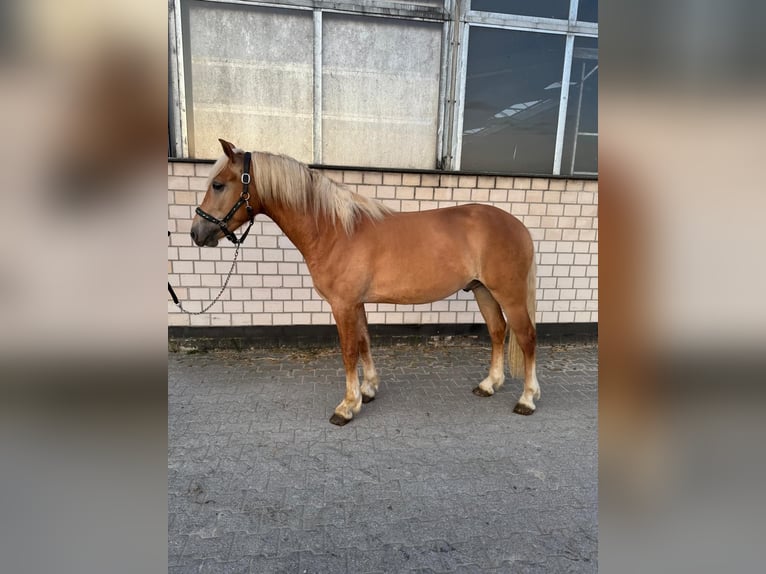 Haflinger / Avelignese Castrone 2 Anni 150 cm Sauro in Mettmann