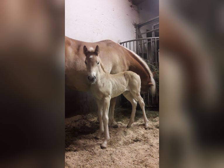 Haflinger / Avelignese Castrone 2 Anni 152 cm Sauro in Nauders