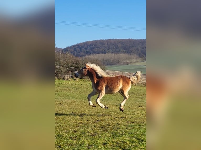 Haflinger / Avelignese Castrone 2 Anni 152 cm Sauro in Reichelsheim