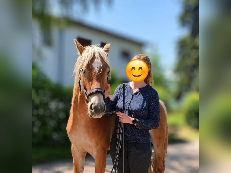 Haflinger / Avelignese Castrone 2 Anni 152 cm Sauro in Reichelsheim