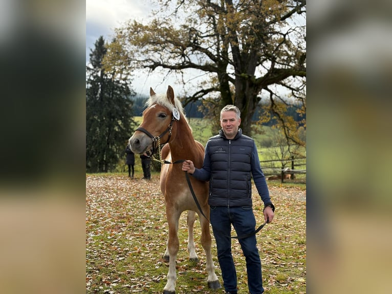 Haflinger / Avelignese Castrone 2 Anni 153 cm Sauro in Gummern