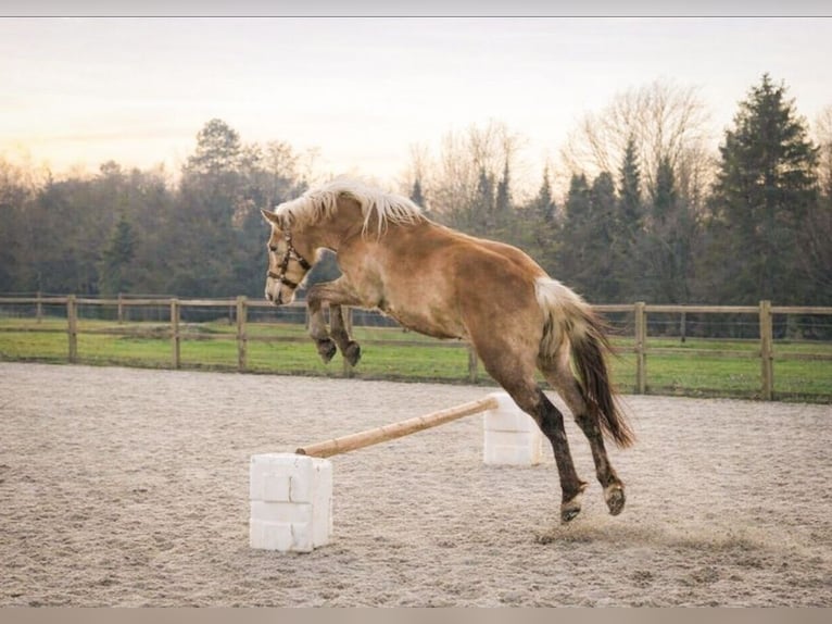 Haflinger / Avelignese Castrone 2 Anni 155 cm Baio chiaro in Steenbergen