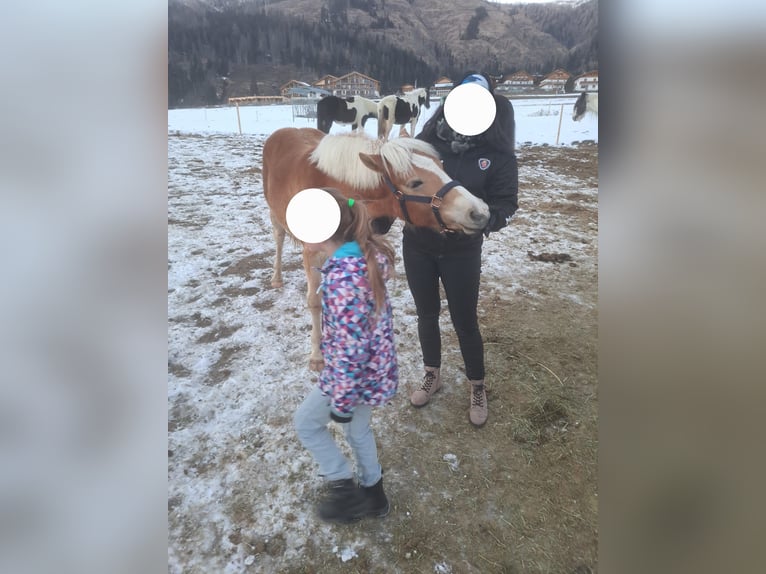 Haflinger / Avelignese Castrone 2 Anni in Obertilliach