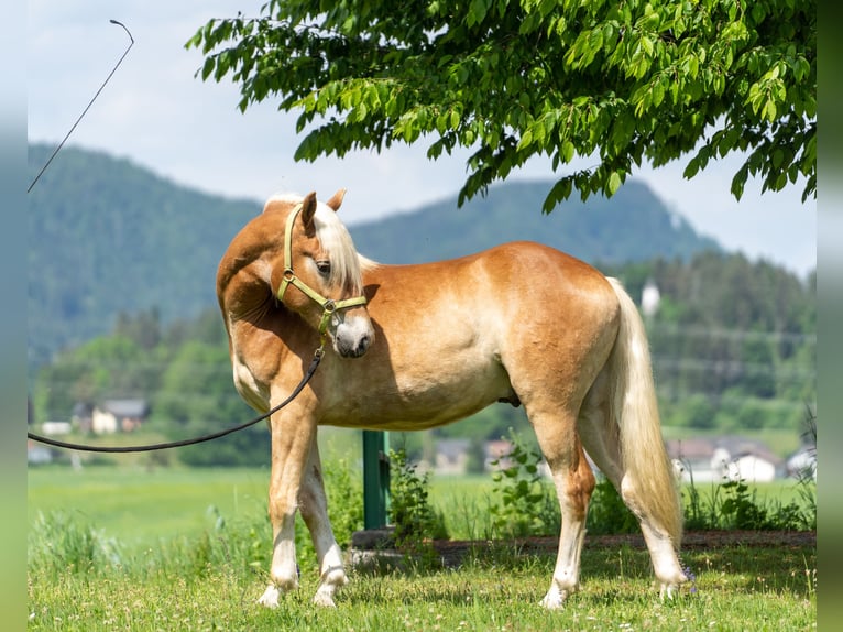 Haflinger / Avelignese Castrone 2 Anni in Längdorf