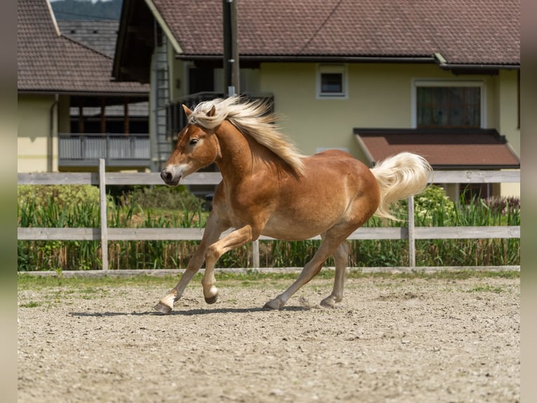 Haflinger / Avelignese Castrone 2 Anni in Längdorf