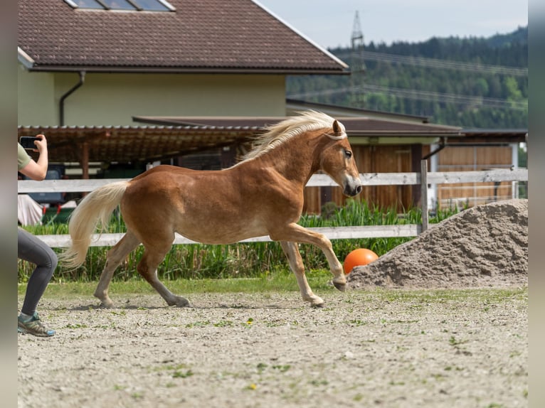 Haflinger / Avelignese Castrone 2 Anni in Längdorf