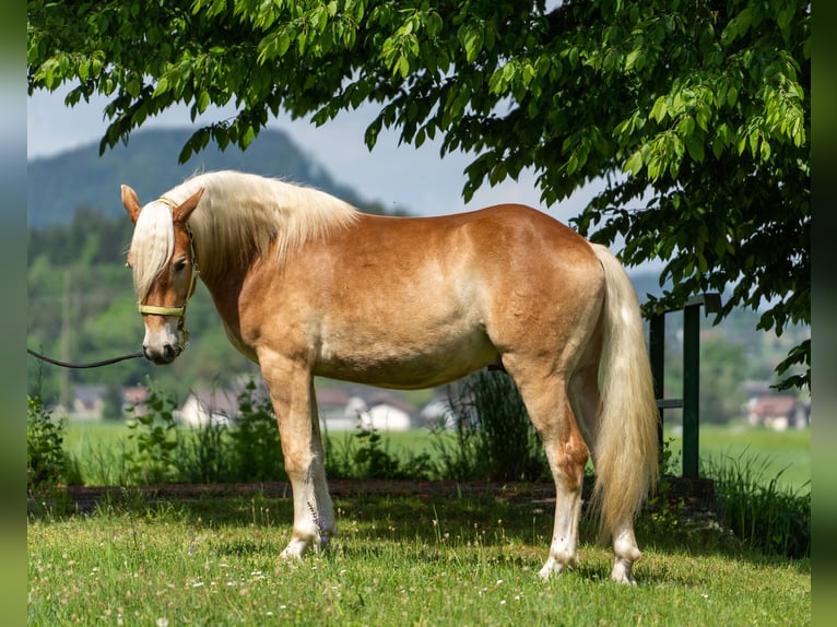 Haflinger / Avelignese Castrone 2 Anni in Längdorf