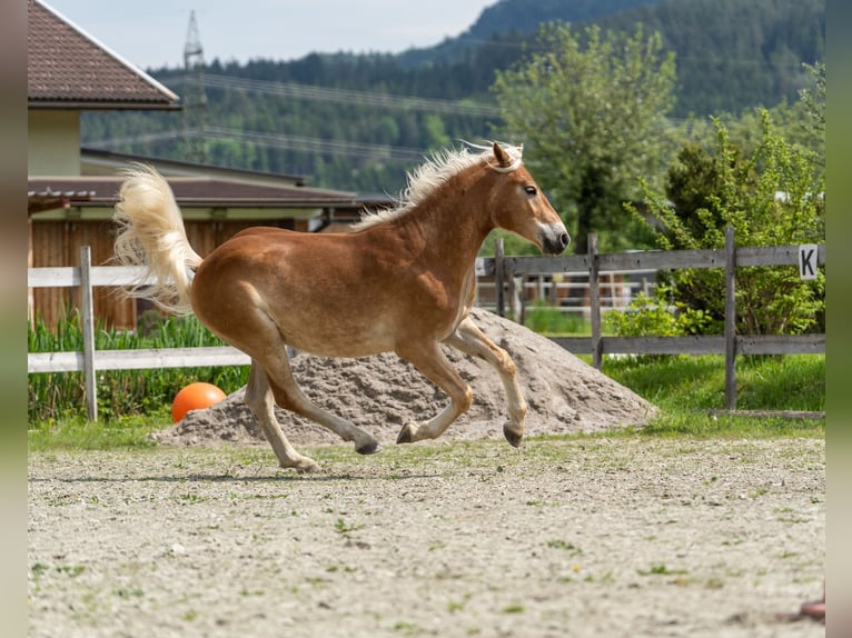 Haflinger / Avelignese Castrone 2 Anni in Längdorf