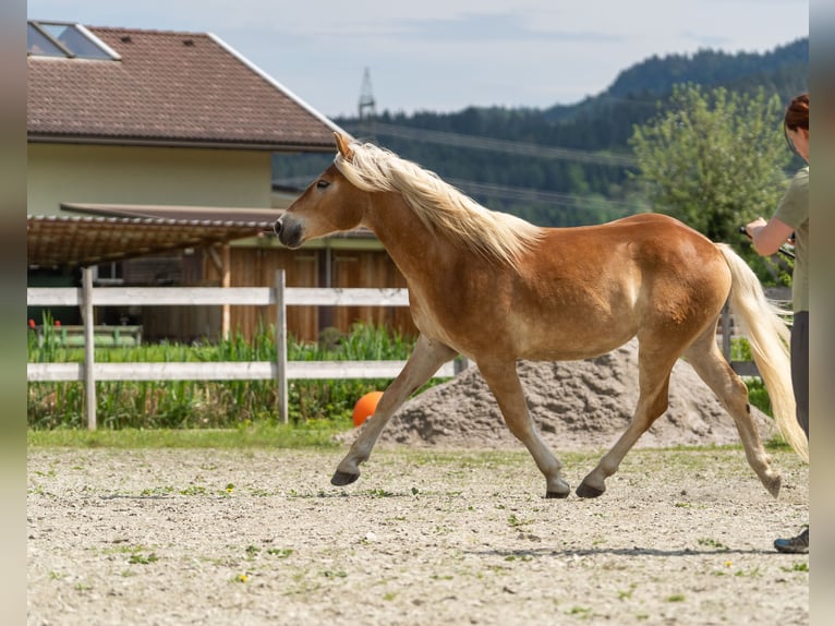 Haflinger / Avelignese Castrone 2 Anni in Längdorf