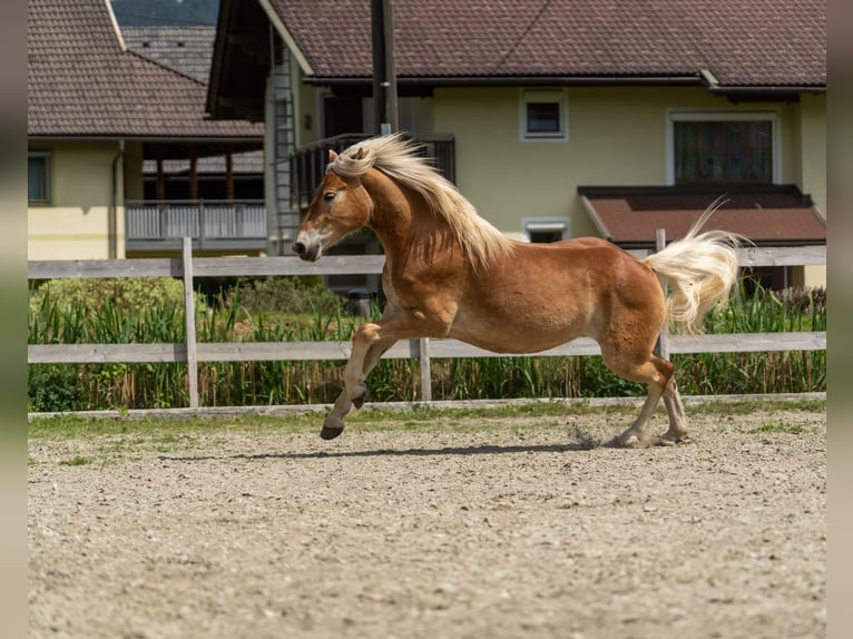 Haflinger / Avelignese Castrone 2 Anni in Längdorf