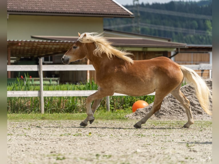 Haflinger / Avelignese Castrone 2 Anni in Längdorf