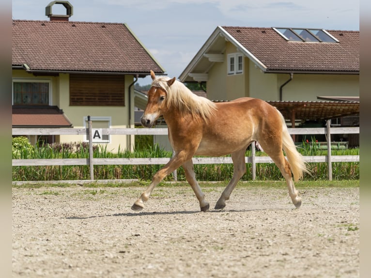 Haflinger / Avelignese Castrone 2 Anni in Längdorf
