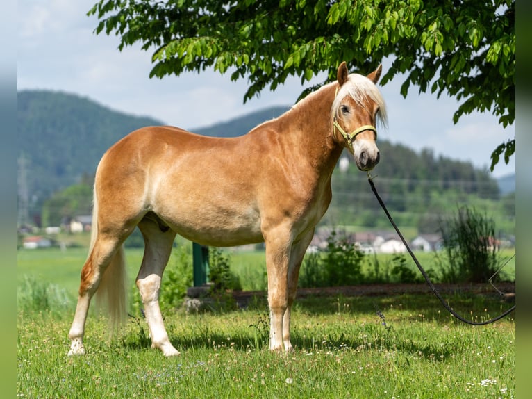 Haflinger / Avelignese Castrone 2 Anni in Längdorf