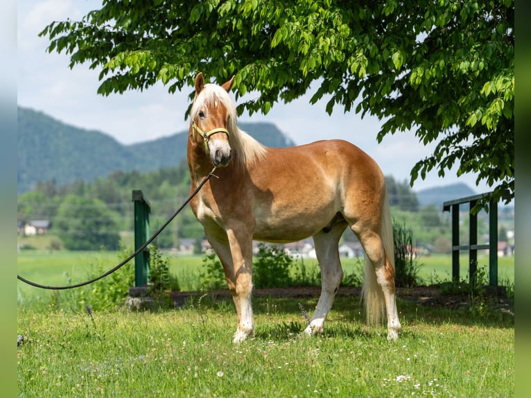 Haflinger / Avelignese Castrone 2 Anni in Längdorf