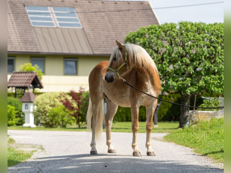 Haflinger / Avelignese Castrone 2 Anni in Längdorf