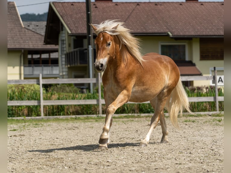 Haflinger / Avelignese Castrone 2 Anni in Längdorf