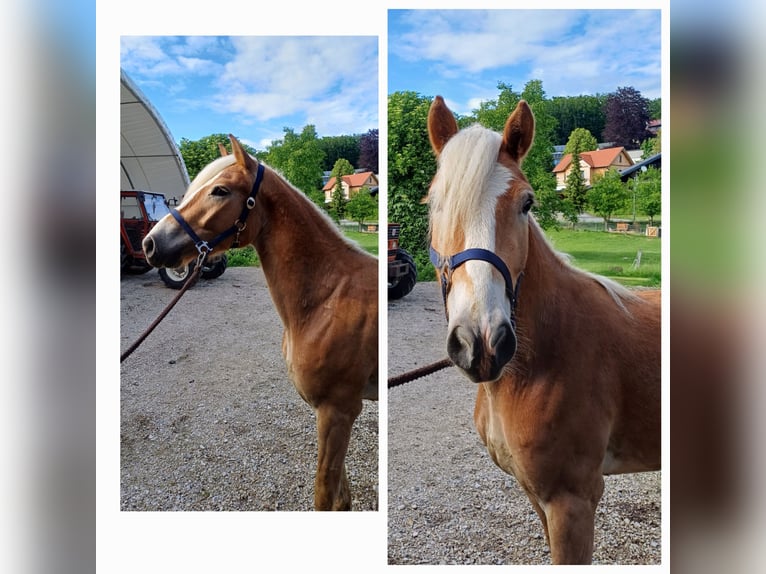 Haflinger / Avelignese Castrone 2 Anni in Attersee am Attersee