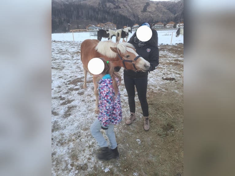 Haflinger / Avelignese Castrone 2 Anni  in Obertilliach