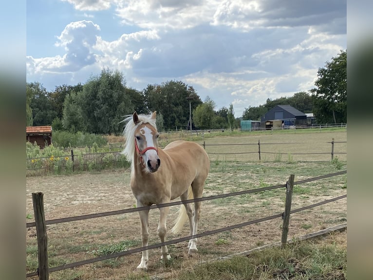 Haflinger / Avelignese Castrone 2 Anni  in Venlo