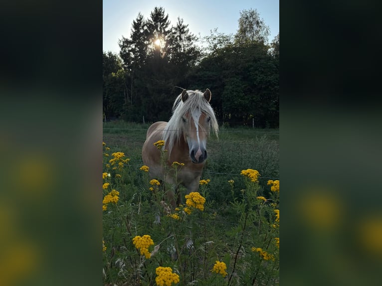 Haflinger / Avelignese Castrone 2 Anni Sauro in Schönewörde