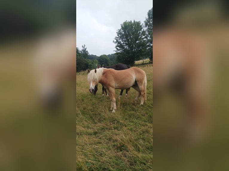 Haflinger / Avelignese Castrone 2 Anni Sauro in Olsberg