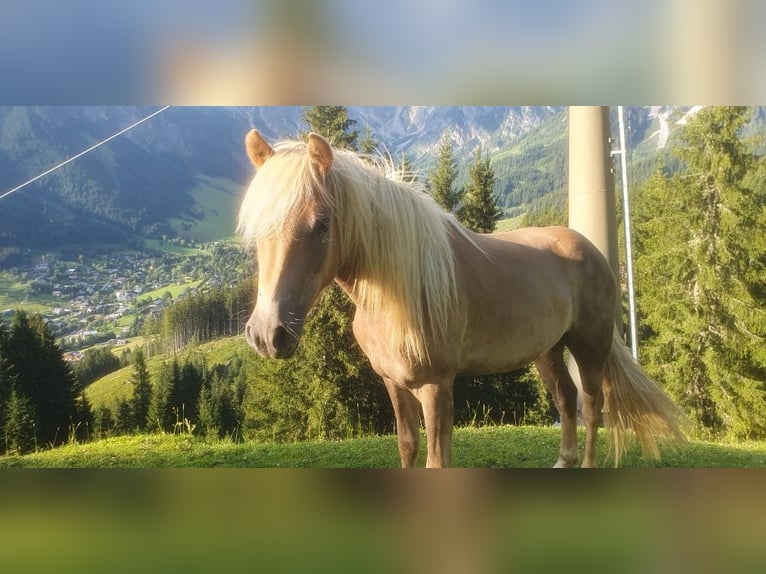Haflinger / Avelignese Castrone 2 Anni Sauro scuro in Saalfelden
