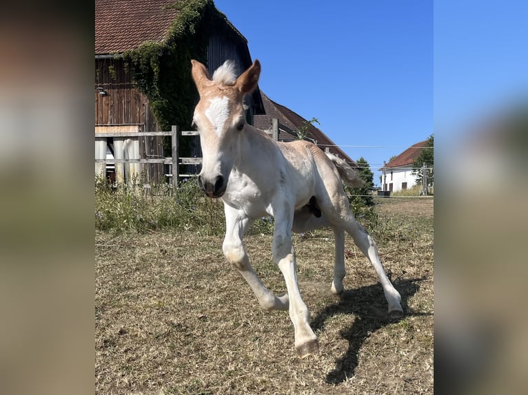 Haflinger / Avelignese Castrone 3 Anni 140 cm Sauro in Sierning