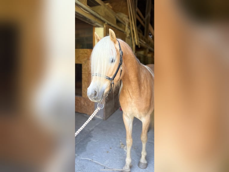 Haflinger / Avelignese Castrone 3 Anni 142 cm Sauro in St. Leonhard