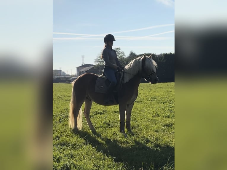 Haflinger / Avelignese Castrone 3 Anni 143 cm Palomino in Boccaleone Haflinger / Avelignese Castrone 3 Anni 143 cm Palomino in Boccaleone
