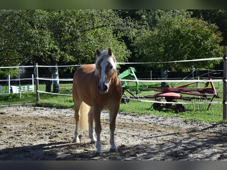 Haflinger / Avelignese Castrone 3 Anni 144 cm Sauro in Waldzell