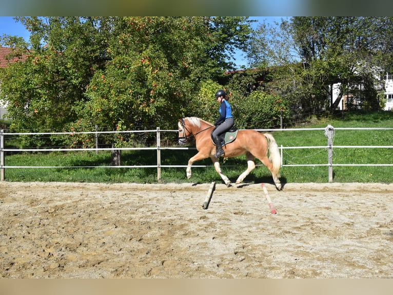 Haflinger / Avelignese Castrone 3 Anni 144 cm Sauro in Waldzell