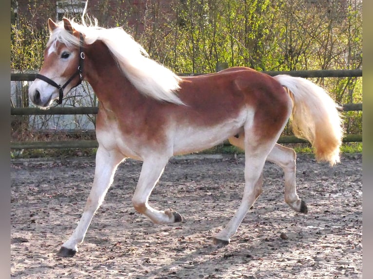 Haflinger / Avelignese Castrone 3 Anni 146 cm  in Dorsten
