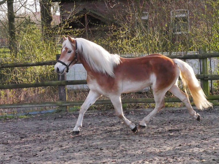 Haflinger / Avelignese Castrone 3 Anni 146 cm  in Dorsten