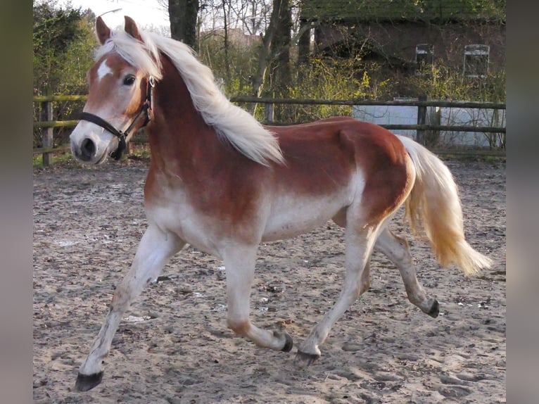 Haflinger / Avelignese Castrone 3 Anni 146 cm  in Dorsten