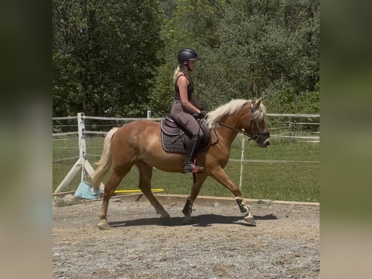 Haflinger / Avelignese Castrone 3 Anni 146 cm Sauro in Sankt Peter am Kammersberg