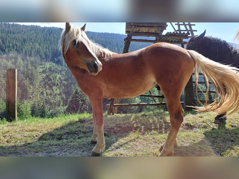 Haflinger / Avelignese Castrone 3 Anni 146 cm Sauro in Schaueregg